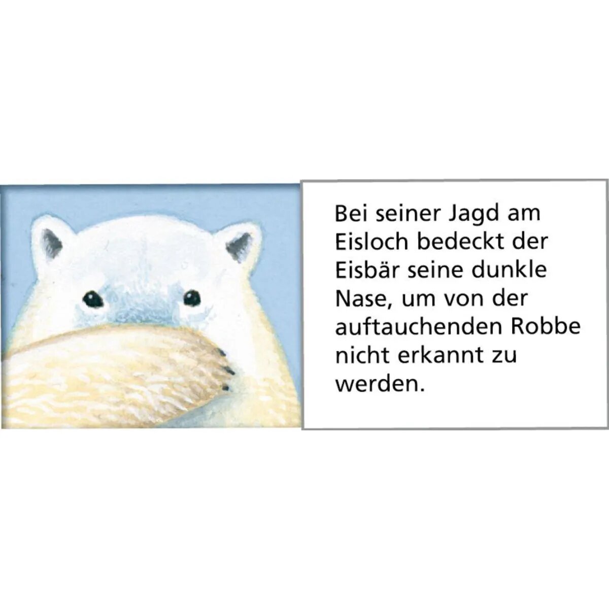 Coppenrath Verlag Tiere der Arktis Wand-Adventskalender