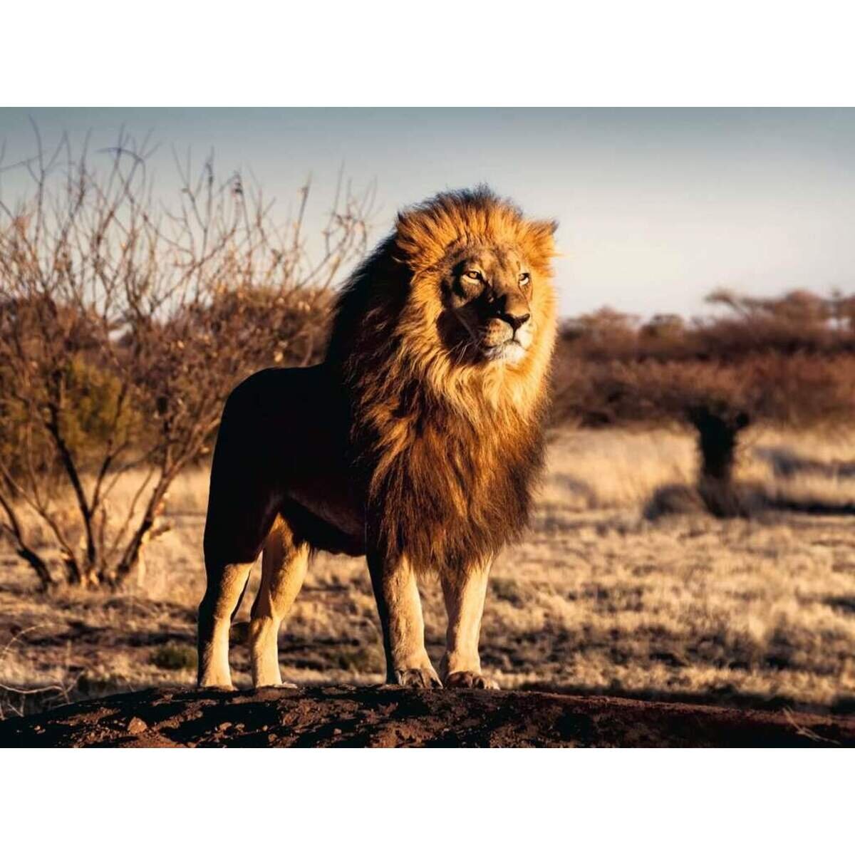 Ravensburger Puzzle - Der Löwe. Der König der Tiere, 1500 Teile