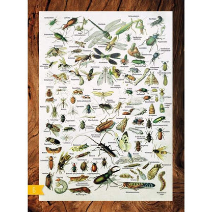 Bohem INSEKTEN & Co. - Entdecken-Verstehen-Mitmachen