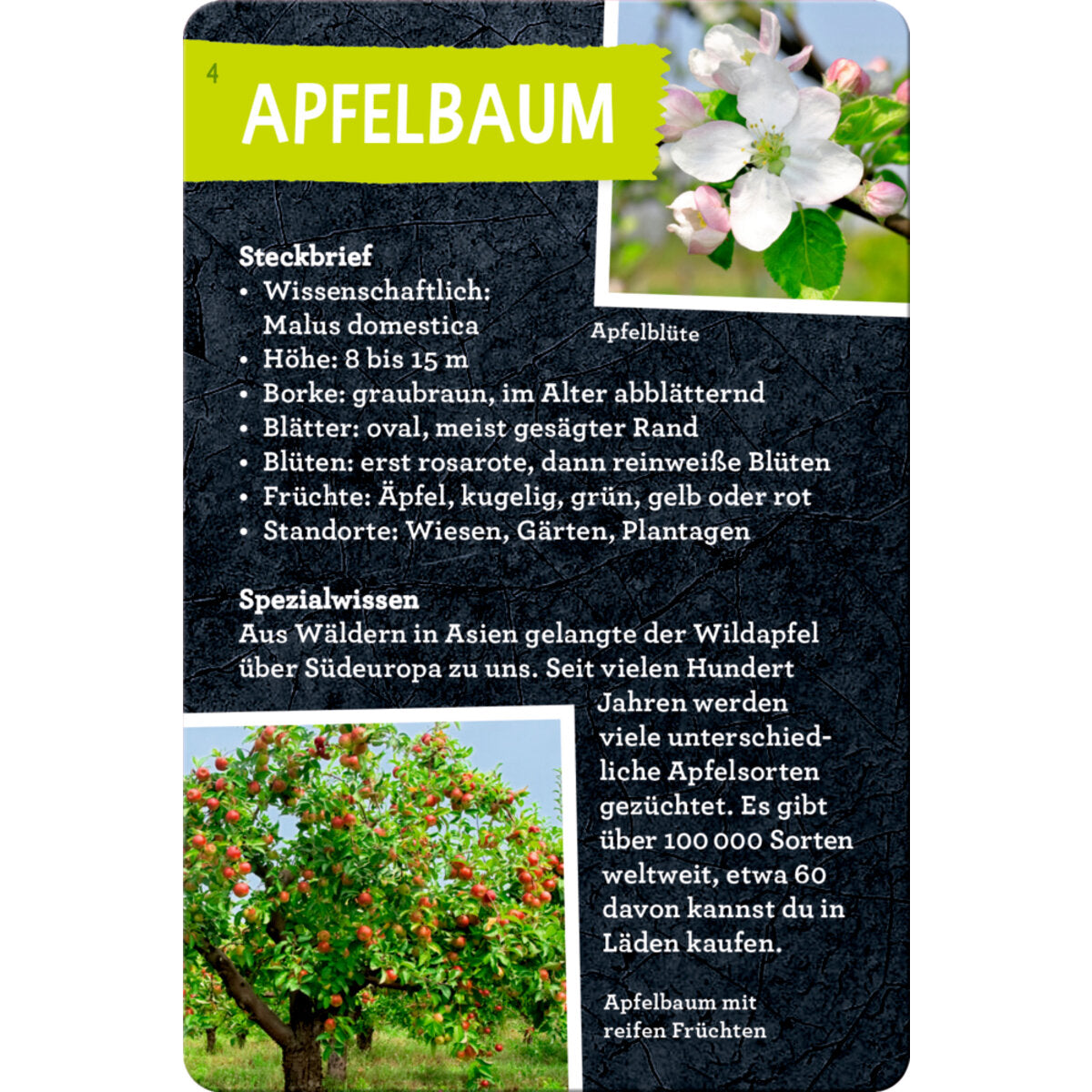 Coppenrath Verlag 50 Bäume kennen und erleben Nature Zoom Blechdose