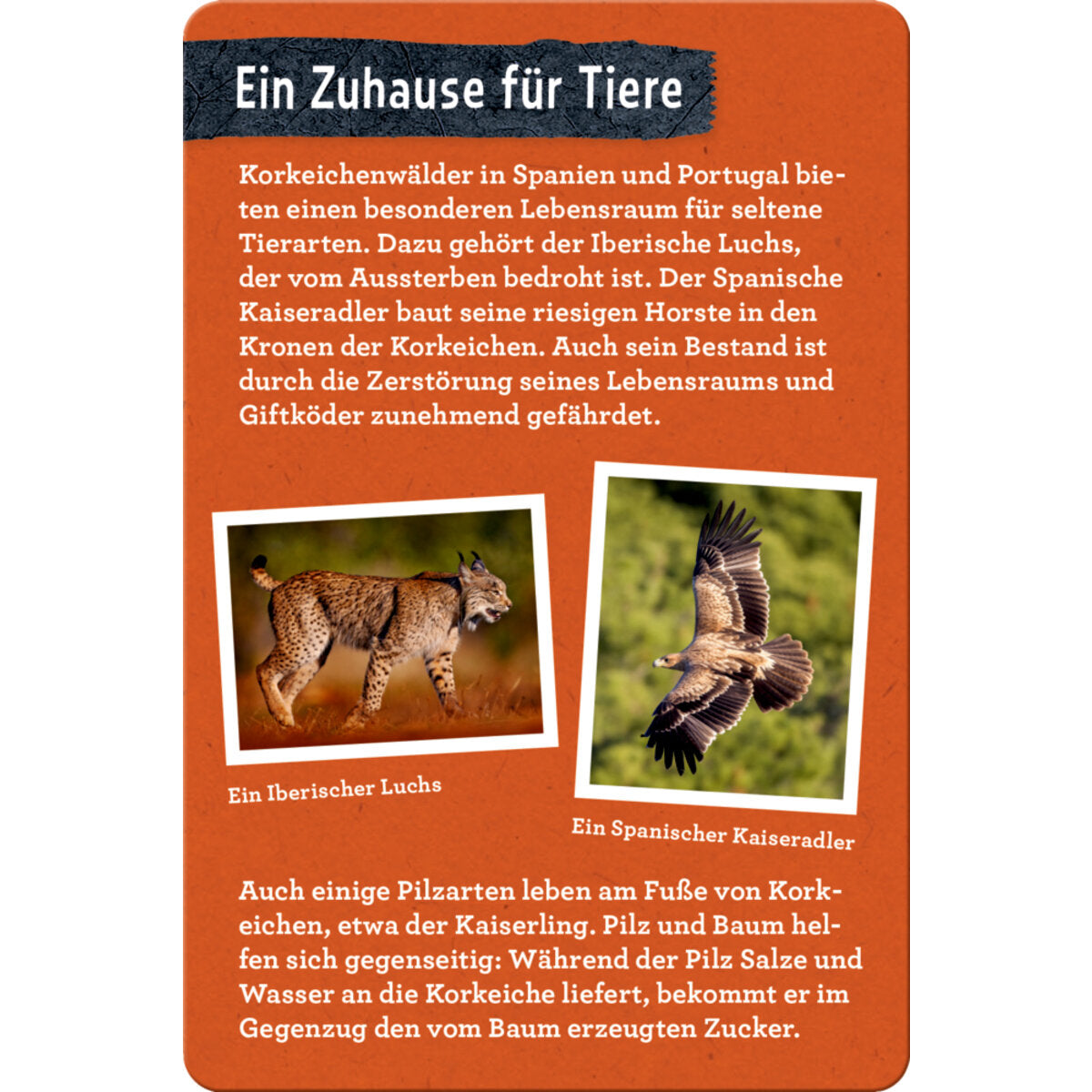 Coppenrath Verlag 50 Bäume kennen und erleben Nature Zoom Blechdose