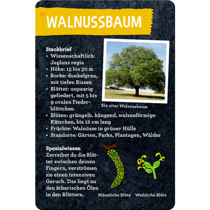 Coppenrath Verlag 50 Bäume kennen und erleben Nature Zoom Blechdose