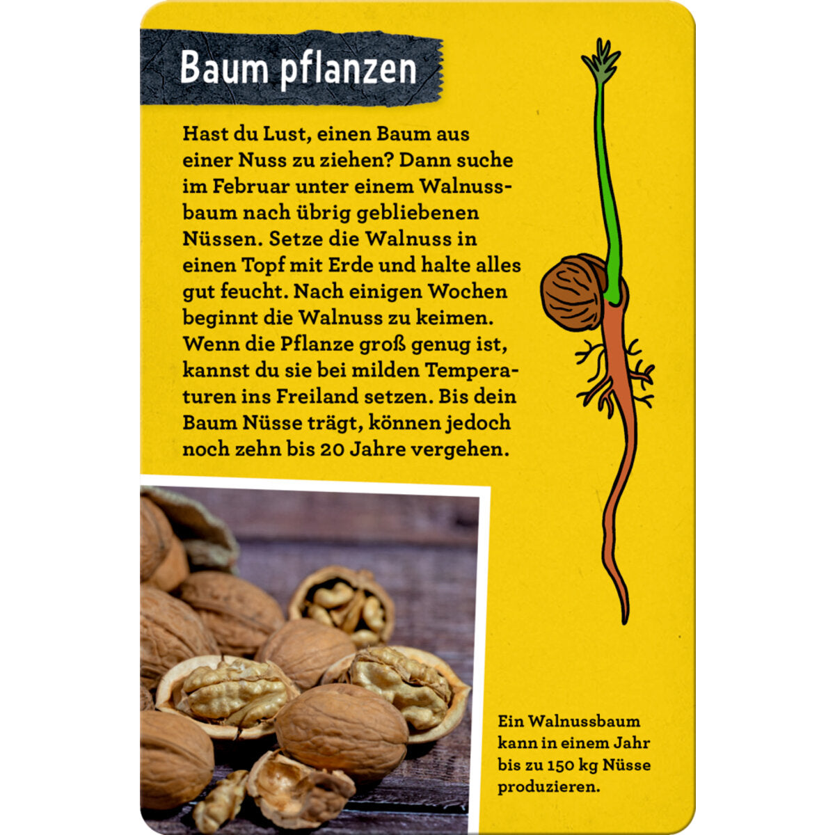 Coppenrath Verlag 50 Bäume kennen und erleben Nature Zoom Blechdose