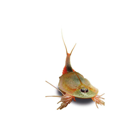 KOSMOS Triops-Giganten
