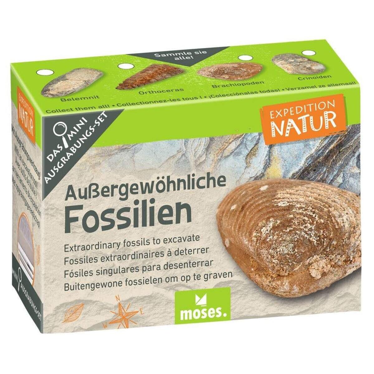 moses. Expedition Natur Mini-Ausgrabungsset, 1 Stück, sortiert