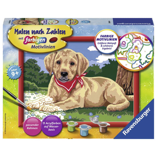 Ravensburger Malen nach Zahlen - Süßer Labrador