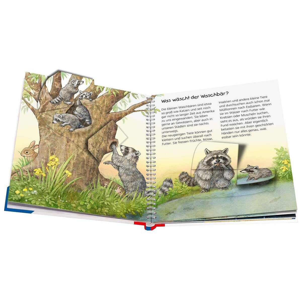 Ravensburger Wieso? Weshalb? Warum? junior, Band 54: Wie Bären leben